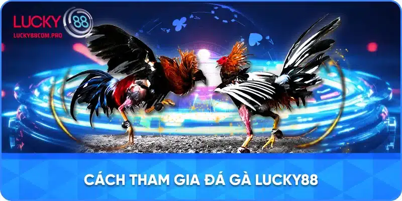 Hướng Dẫn Tham Gia Đá Gà tại LUCKY88