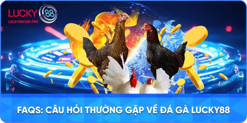 Hỏi Đáp về Đá Gà tại LUCKY88